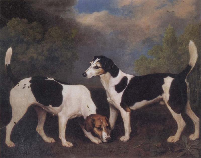 George Stubbs A Couple of Foxhounds Norge oil painting art